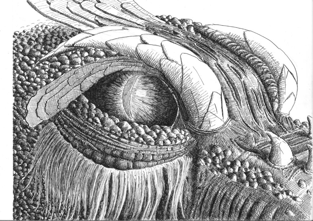 Dragon, plume et encre de chine Feather an ink.